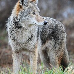 Coyote_by_Rebecca_Richardson