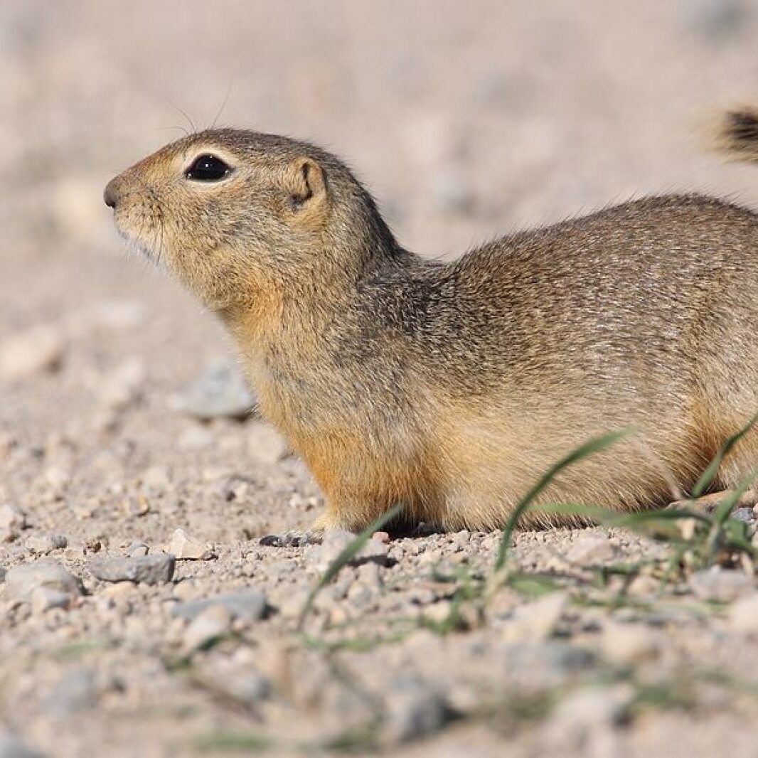 Richardsons Ground squirrel Richardsons Ground squirrel