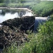 beaverculvert_xlarge